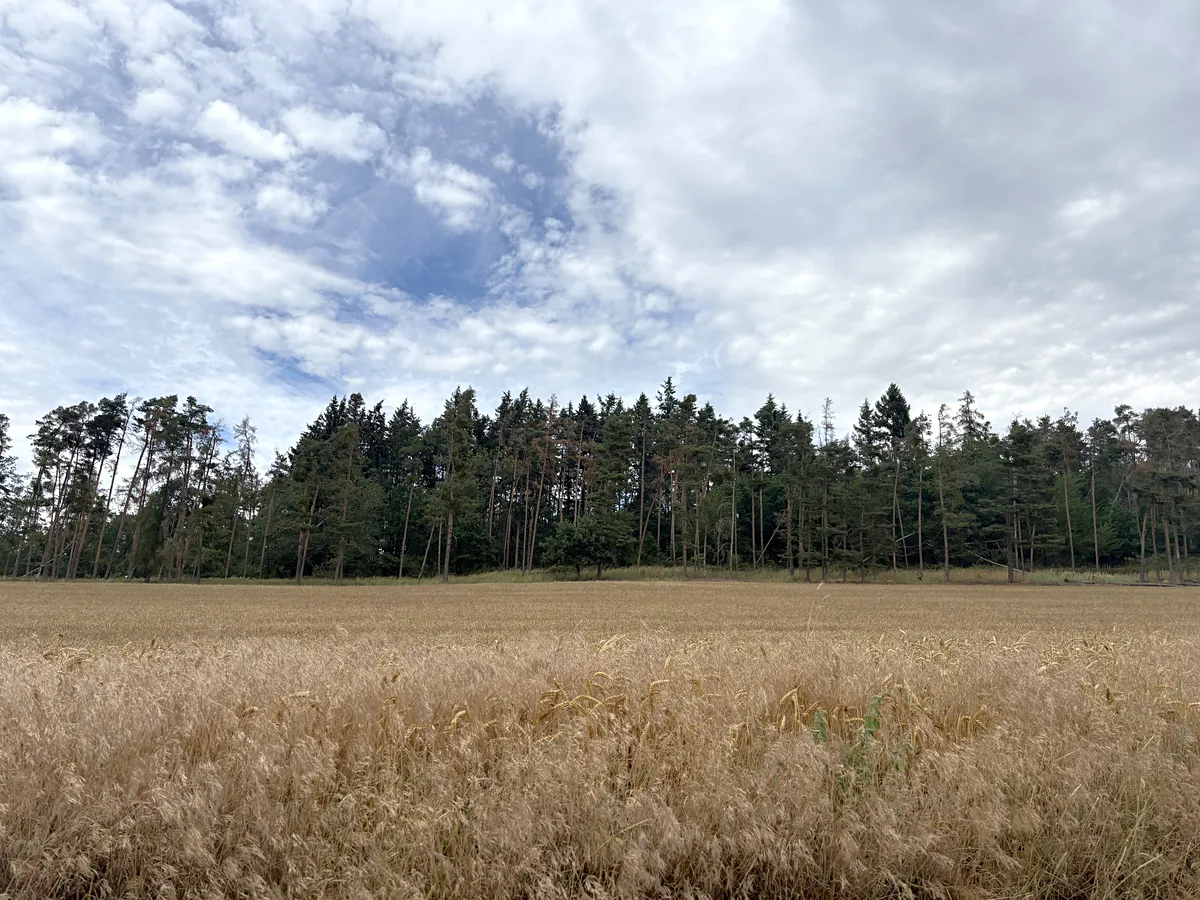 Prodej lesa 27968 m²